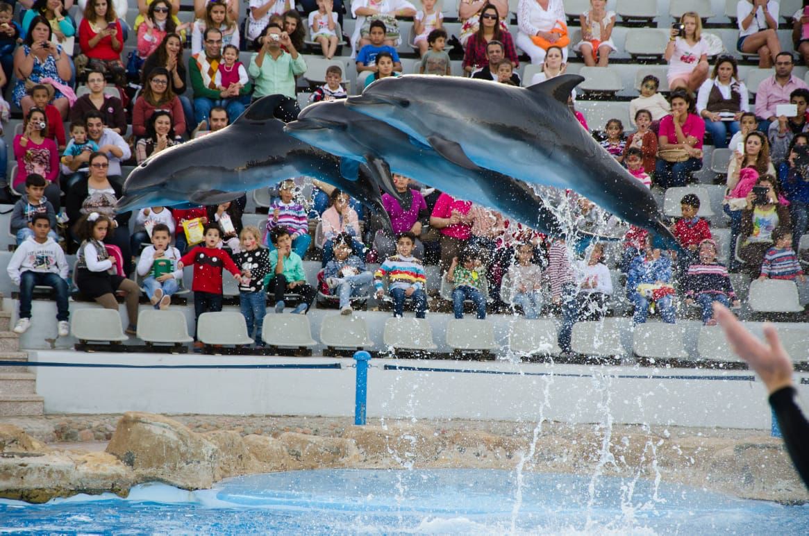 🎭 Dolphin Show